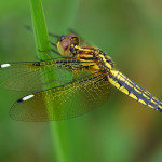 Blue-tailed_Yellow_Skimmer_Palpopleura_sexmaculata