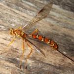 Megarhyssa_macrurus_female