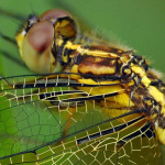 cropped-Blue-tailed_Yellow_Skimmer_Palpopleura_sexmaculata.jpg