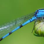 cropped-Boreal_bluet_male.jpg
