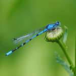 Boreal_bluet_male