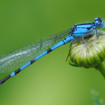 Boreal_bluet_male