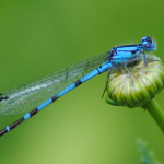 Boreal_bluet_male2