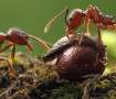 Aphaenogaster fulva dispersing seed - photo from http://www.alexanderwild.com/